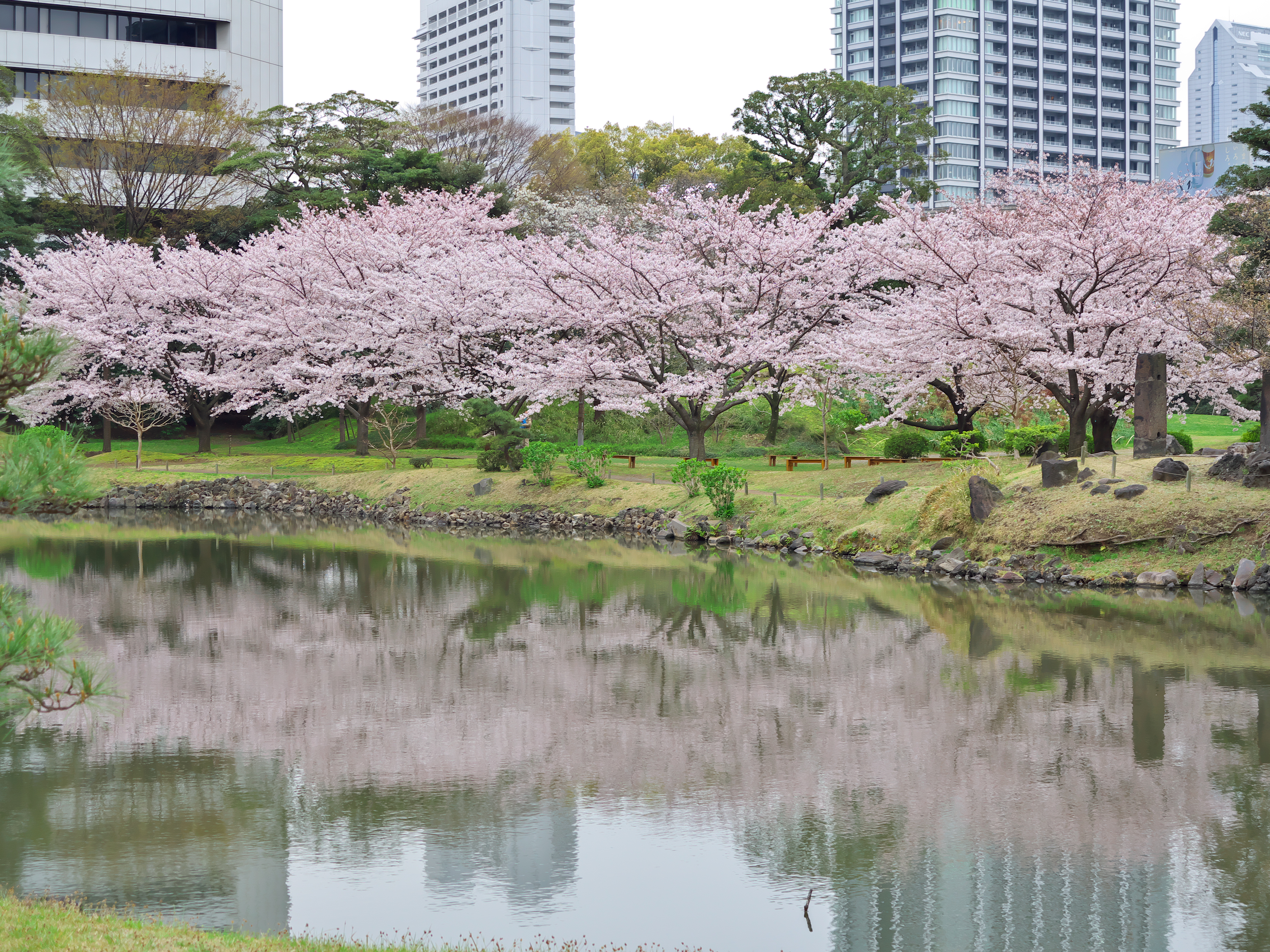 今年の桜は 旧芝離宮 恩賜庭園にする Olympus